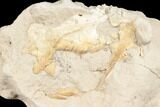 Unprepared Oreodont (Leptauchenia) Skull - South Dakota #192525-1
